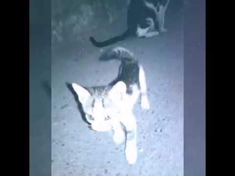 Bu balalarin gunah neydi anasi atib getdi