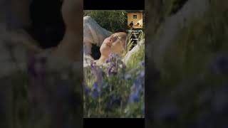 Download lagu rm wind flower mp3