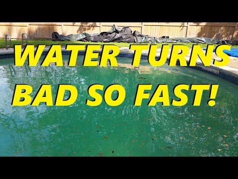 Why Does My Pool Turn Green So Fast?