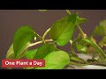 Epipremnum aureum (Devil's Ivy / Pothos) Houseplant Care — 11 of 365 Epipremnum aureum (Devil's Ivy / Pothos) Houseplant Care — 11 of 365