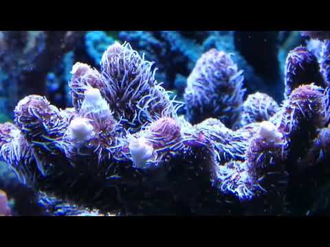 Dancing corals