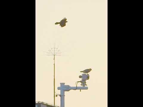 鋭く輝く鷹について詳しく解説