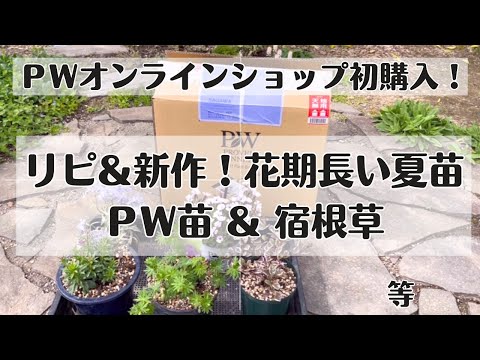 毎年恒例のフロックス 植物