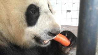 Panda eating carrot / Cui Cui / Bifenxia panda base