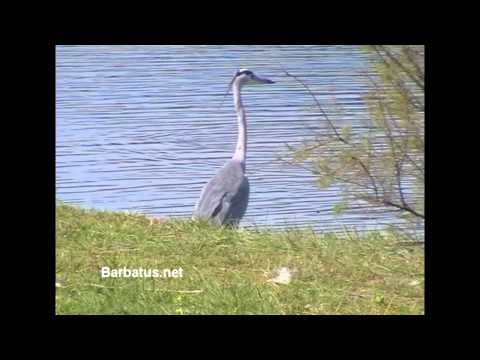 Garza real ( Ardea cinerea )  Little Egret