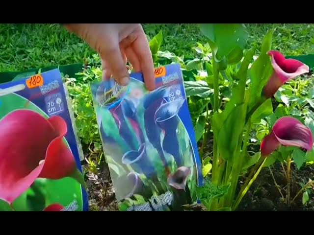????Каллы ! Выращивание и уход ! Выросли как на картинке ????
