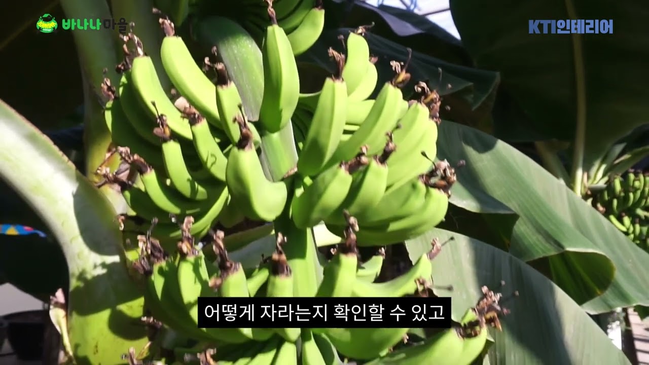 바나나마을 체험관 데크시공