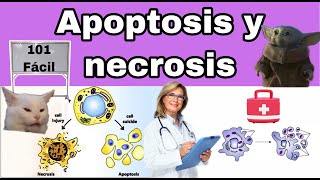 APOPTOSIS: VIA INTRÍNSECA y EXTRÍNSECA