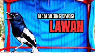 Download lagu PANCINGAN KACER TERBAIK bikin Semua Jenis Kacer LANGSUNG KONSLET, Terapi Kacer Agar GACOR NGEPLONG mp3