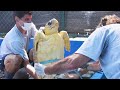 Biologists Rescue Turtles From Polluted Waters
