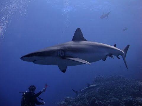 Diving Osprey & Great Barrier Reef 2014 - Shark Feeding Frenzy, Manta Ray, Olive Sea Snakes...