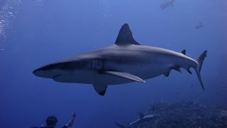 Diving Osprey &amp; Great Barrier Reef 2014 - Shark Feeding Frenzy, Manta Ray, Olive Sea Snakes...