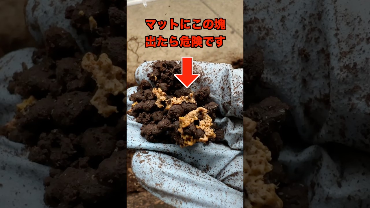 カブトマットに黄色い塊があったら危険です