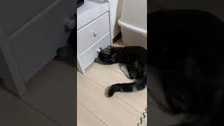 #Shorts 探し物が見つからない猫 足長マンチカン まる Munchkin cat