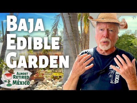 Explore Steven's Edible Landscape in Todos Santos Mexico