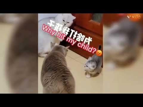 baby cats cute and funny cat videos compilation #66