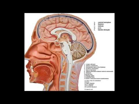 #openingthediscussion - The Sacred Secret Of The Christ Within presented by Santos Bonacci