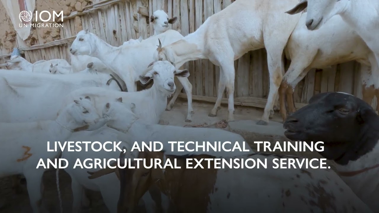 Boosting Livelihoods for Displaced and Host Communities in Oromia and Somali Regions