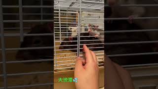 我が家のラットたち【ファンシーラット】
