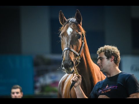 2022 Magic Millions GC National Broodmare Sale - Lot 731 Mac 'N' Cheese
