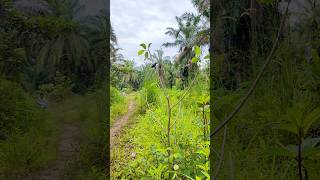 Download lagu MIKAT BURUNG KECIL mp3