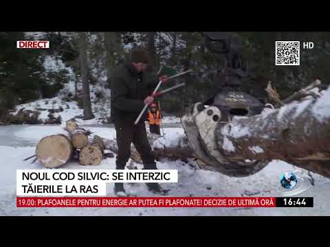 Noul Cod Silvic 2024: Pedepse mai aspre pentru hoții de lemne care vor putea fi prinși