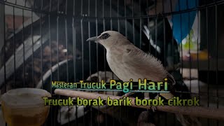 Download lagu Masteran pagi hari ,,, Trucuk Borak Barik Borok cikrok mp3