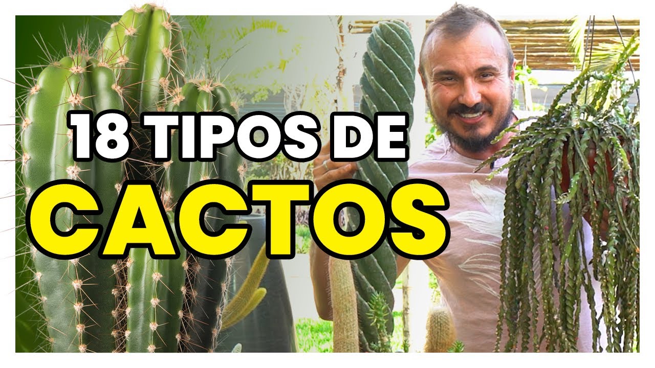 18 tipos de CACTOS para você colecionar e cultivar EM CASA
