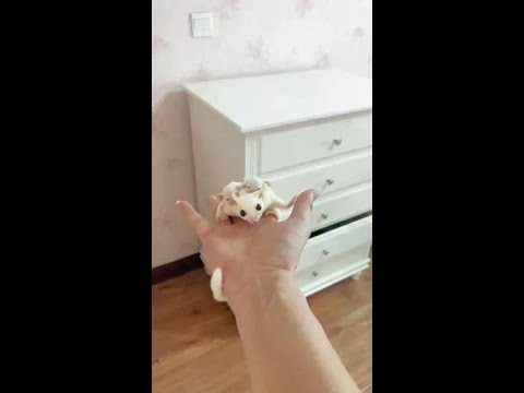 The cute sugar glider is so cute