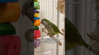 Why My New Quaker Won't Take Treats From Me?
