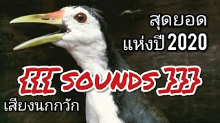 Download lagu เสียงนกกวัก สุดยอดแห่งปี 2020 - Ruak Ruak Pikat mp3 Download lagu เสียงนกกวัก สุดยอดแห่งปี 2020 - Ruak Ruak Pikat mp3