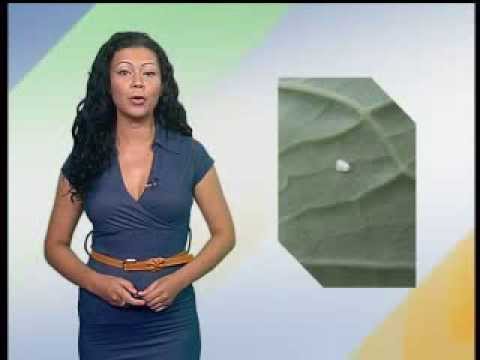 Zelena prognoza 9.8.2013.