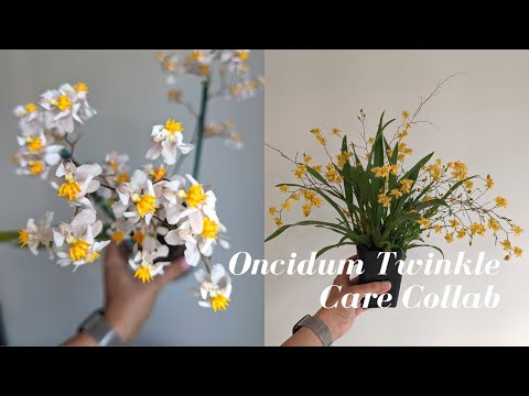 Oncidium Twinkle Orchids | Easy Growing Care for Beginners - Organic & Leca Setup #carecollab