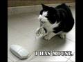 funny cat pictures! (guaranteed to make you laugh!)