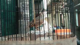 Download lagu branjangan parva betina gacor seperti jantan mp3 Download lagu branjangan parva betina gacor seperti jantan mp3