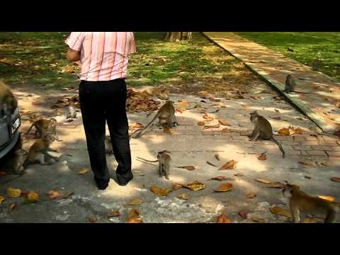 Feeding Monkeys in Muar (Malaysia) Public Park