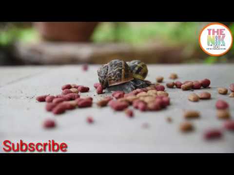 Beautiful snails in the world