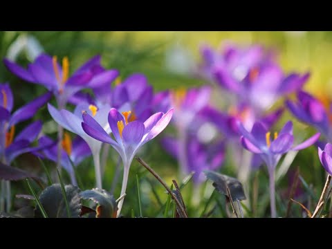 Marina i Neno: Moć Ljubavi 31.01.2021.