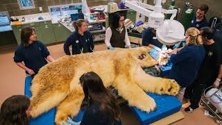 Boris the Polar Bear - the first polar bear to receive innovative stem cell therapy