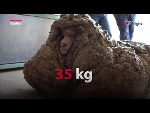 , title : 'Giải cứu chú cừu có bộ lông nặng 35 kg | VTV24'