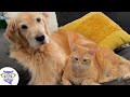 Perros, Gatos y más animales domésticos 2 Video thumbnail