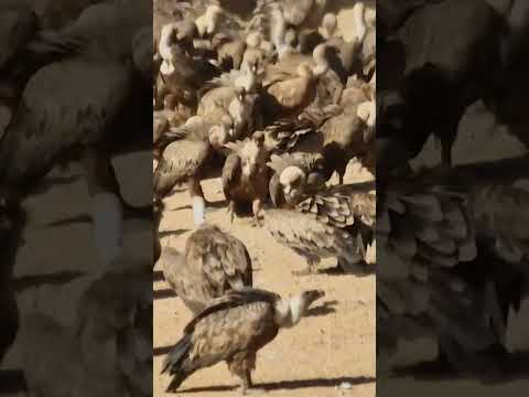 Pelea de Buitres 🦅