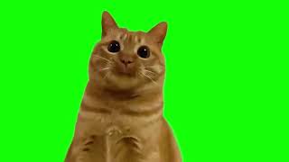 Orange cat green screen