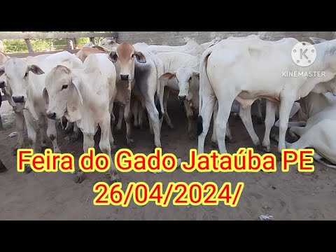 Feira do Gado em Jataúba PE 26/04/2024/