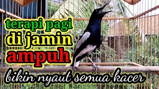 Download lagu terapi pagi hari dijamin ampuh bikin kacer bahan cepat bunyi dan gacor bikin nyaut semua jenis mp3