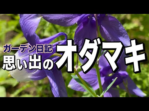 オダマキ 植物