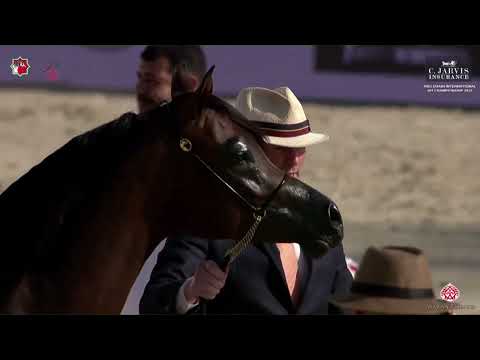 N.213 AL ARYAM ASHAQ - Abu Dhabi International AHC 2023 - Colts 2-3 Years Old (Class 5B)