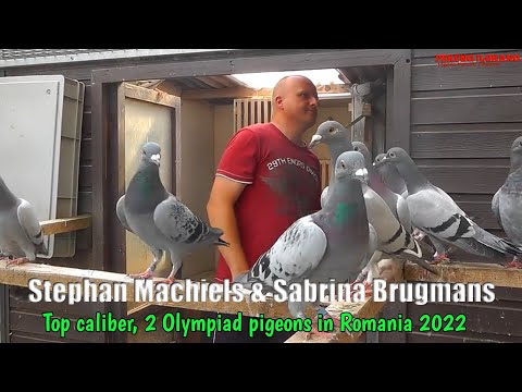 The Super motivated fancier SABRINA BRUGMANS & STEPHAN MACHIELS - 1st National Argenton 2021