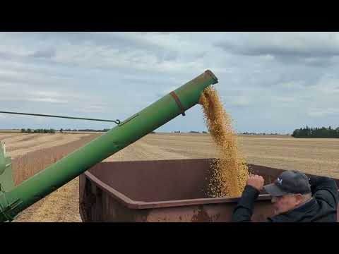 unloading soybeans from the John Deere 42 combine