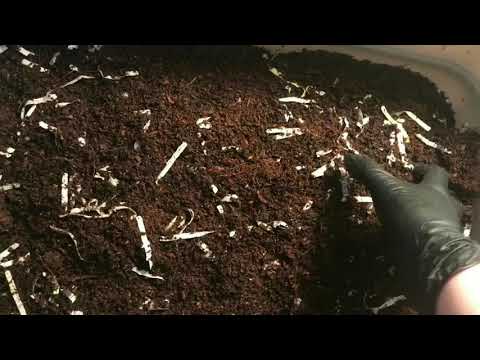 Experimental Bins: Large Scale Blended vs. Whole Scraps